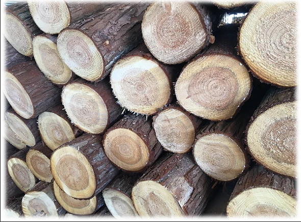 Fir